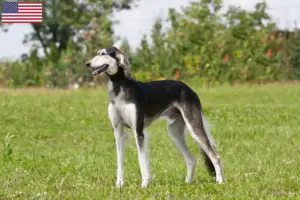 Read more about the article Saluki breeders and puppies in the USA