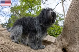 Read more about the article Schapendoes breeders and puppies in the USA