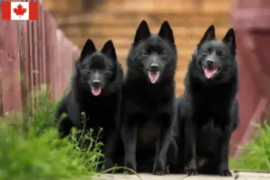 Read more about the article Schipperke breeders and puppies in Canada