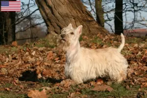 Read more about the article Scottish Terrier breeders and puppies in the USA