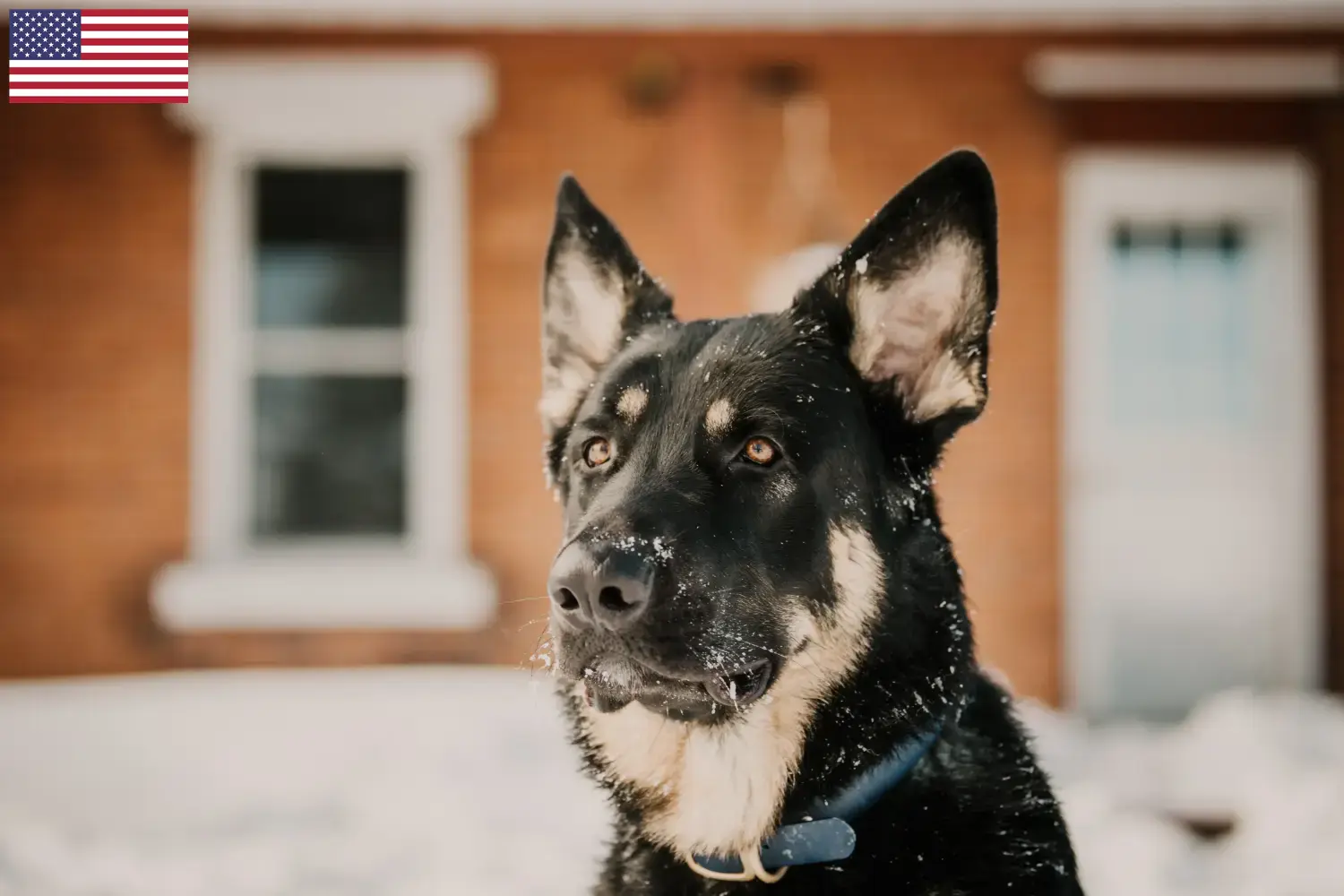 Read more about the article Shiloh Shepherd breeders and puppies in the USA