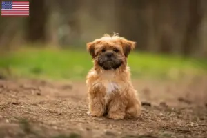 Read more about the article Shorkie breeders and puppies in the USA