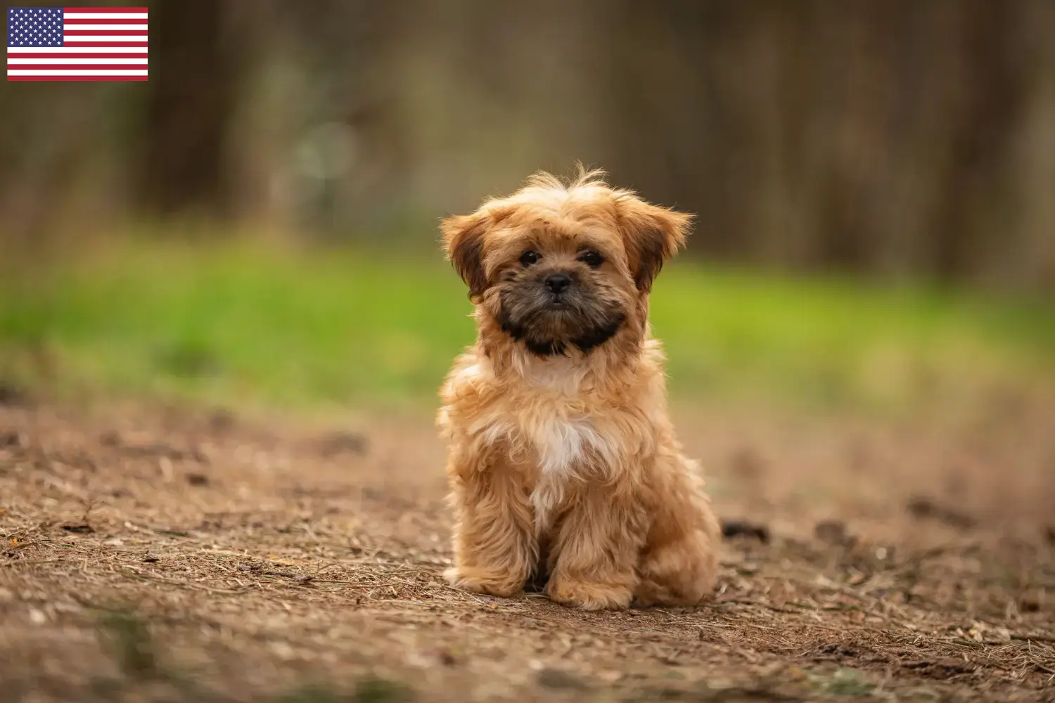 Shorkie puppies and breeders USA Here you can find Shorkies breeders in the USA.