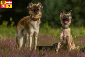 Read more about the article Silken Windsprite breeders and puppies in Auvergne-Rhône-Alpes