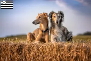 Read more about the article Silken Windsprite breeders and puppies in Brittany
