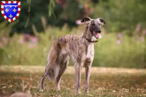 Read more about the article Silken Windsprite breeders and puppies in Centre-Val de Loire