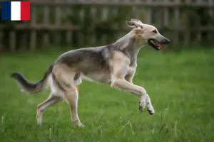 Read more about the article Silken Windsprite breeders and puppies in France
