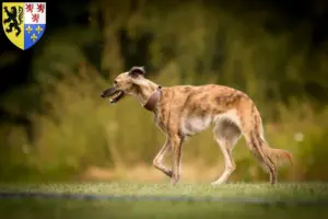 Read more about the article Silken Windsprite breeders and puppies in Hauts-de-France