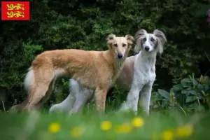 Read more about the article Silken Windsprite breeders and puppies in Normandy