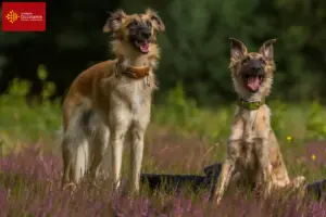 Read more about the article Silken Windsprite breeders and puppies in Occitania