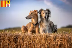 Read more about the article Silken Windsprite breeders and puppies in Provence-Alpes-Côte d’Azur