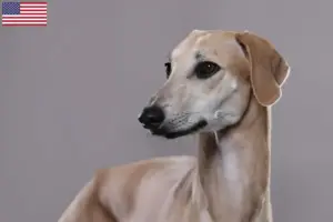 Read more about the article Sloughi breeders and puppies in the USA