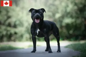Read more about the article Staffordshire Bull Terrier breeders and puppies in Canada