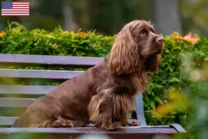 Read more about the article Sussex spaniel breeders and puppies in the USA