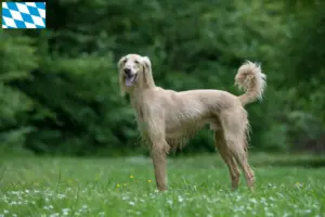 Read more about the article Taigan breeders and puppies in Bavaria