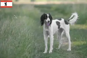 Read more about the article Taigan breeders and puppies in Berlin