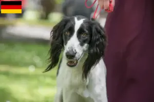 Read more about the article Taigan breeders and puppies in Germany