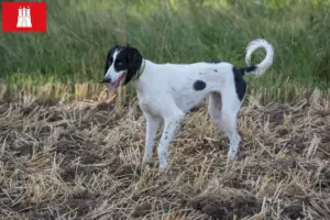 Read more about the article Taigan breeders and puppies in Hamburg
