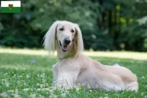 Read more about the article Taigan breeders and puppies in Saxony