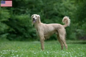 Read more about the article Taigan breeders and puppies in the USA