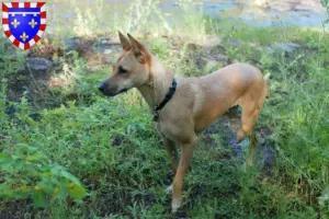 Read more about the article Taiwan dog breeders and puppies in Centre-Val de Loire