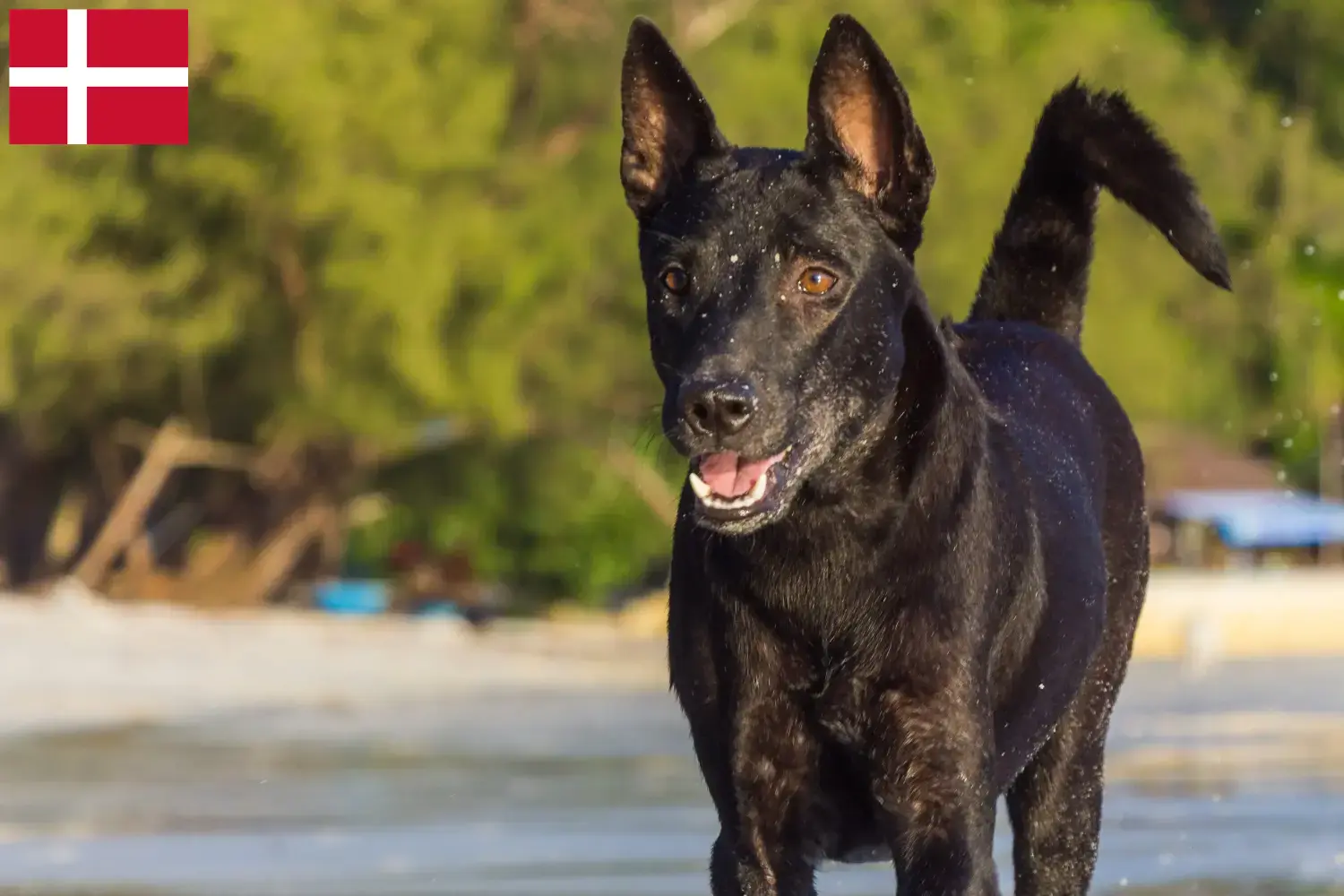 Read more about the article Taiwan dog breeders and puppies in Denmark