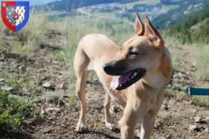 Read more about the article Taiwan dog breeders and puppies in Pays de la Loire