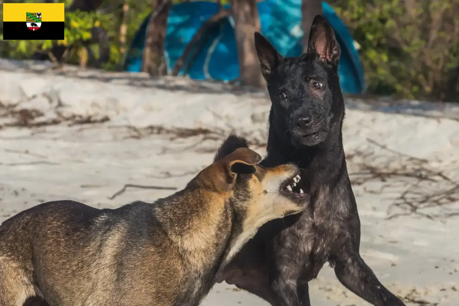 Read more about the article Taiwan dog breeders and puppies in Saxony-Anhalt