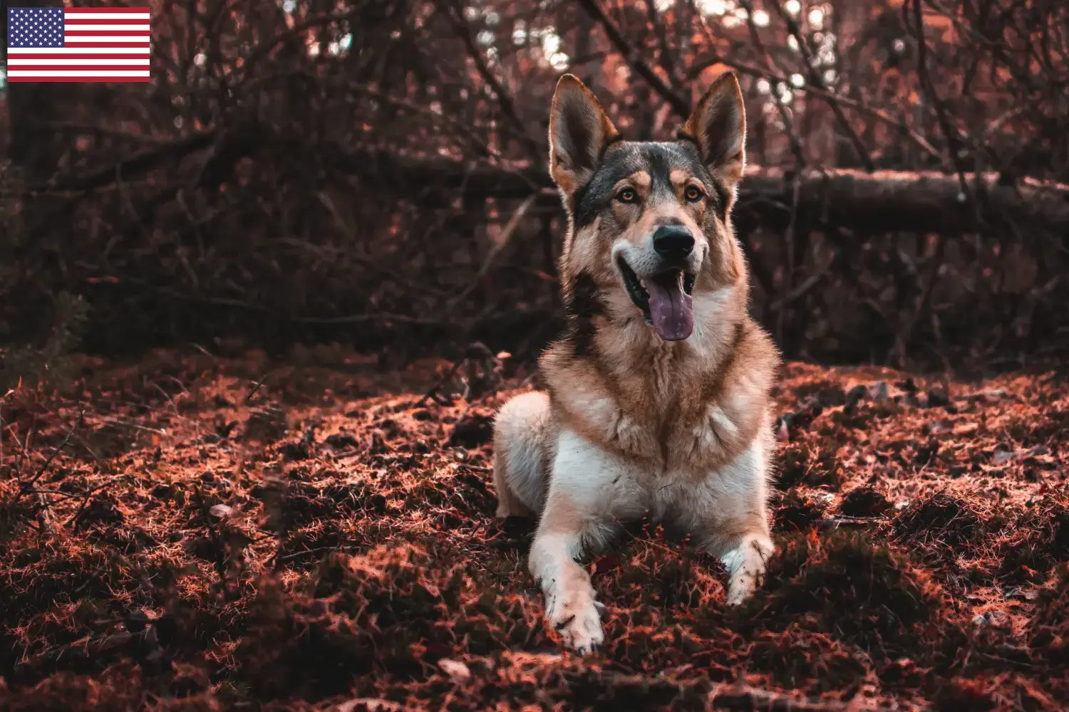Tamaskan puppies and breeders USA Here you can find Tamaskan breeders in the USA.