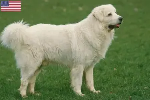 Read more about the article Tatra Sheepdog breeders and puppies in the USA
