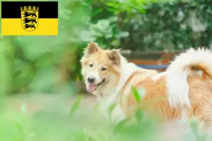 Read more about the article Thai Bangkaew Dog breeders and puppies in Baden-Württemberg