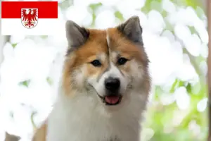 Read more about the article Thai Bangkaew Dog breeder and puppies in Brandenburg