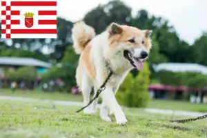 Read more about the article Thai Bangkaew Dog breeder and puppies in Bremen