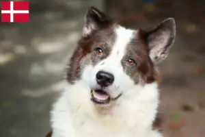 Read more about the article Thai Bangkaew Dog Breeder and Puppies in Denmark