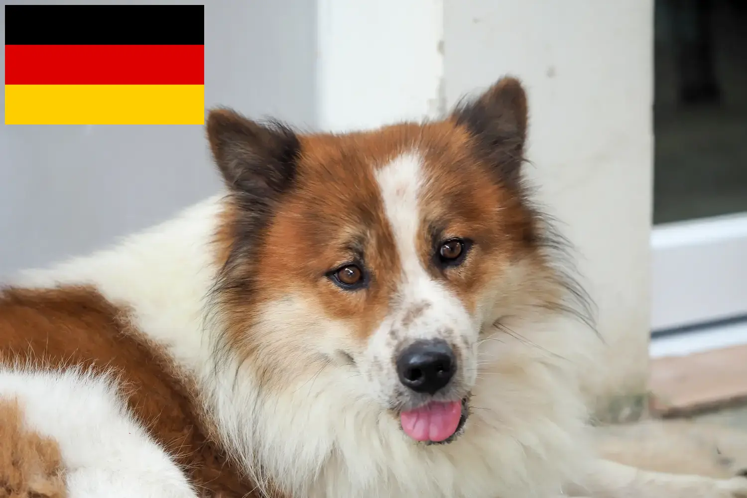 Read more about the article Thai Bangkaew Dog breeders and puppies in Germany