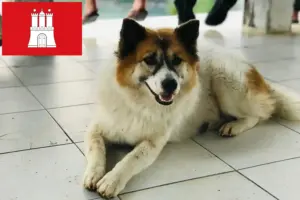 Read more about the article Thai Bangkaew Dog breeder and puppies in Hamburg