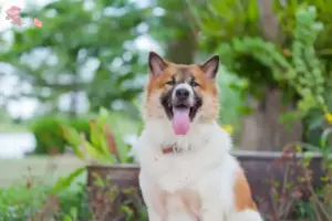 Read more about the article Thai Bangkaew Dog breeder and puppies in Hovedstaden