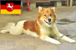 Read more about the article Thai Bangkaew Dog breeder and puppies in Lower Saxony