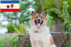 Read more about the article Thai Bangkaew Dog breeders and puppies in Mecklenburg-Vorpommern
