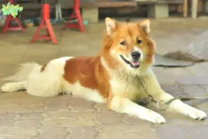 Read more about the article Thai Bangkaew Dog breeder and puppies in Midtjylland