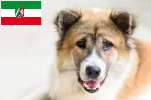 Read more about the article Thai Bangkaew Dog breeders and puppies in North Rhine-Westphalia