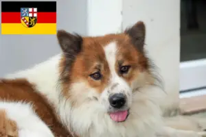 Read more about the article Thai Bangkaew Dog breeder and puppies in Saarland