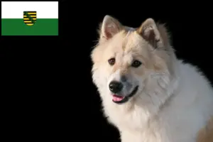Read more about the article Thai Bangkaew Dog Breeder and Puppies in Saxony