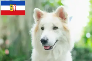 Read more about the article Thai Bangkaew Dog breeder and puppies in Schleswig-Holstein
