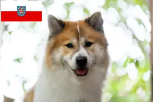 Read more about the article Thai Bangkaew Dog breeder and puppies in Thuringia