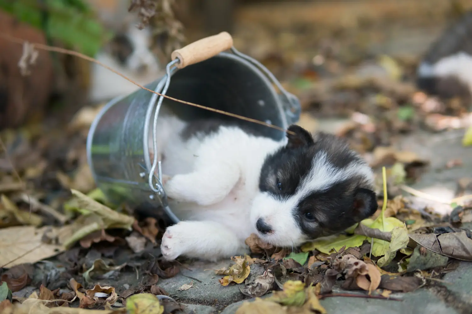 Buying a Thai Bangkaew Dog puppy means taking responsibility! Buy Thai Bangkaew Dog puppies.