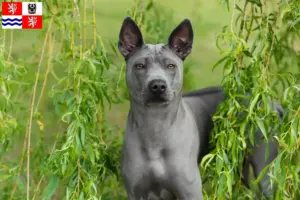 Read more about the article Thai Ridgeback breeder and puppies in Central Bohemia