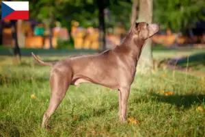 Read more about the article Thai Ridgeback breeders and puppies in the Czech Republic
