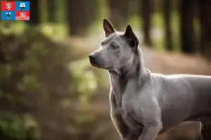 Read more about the article Thai Ridgeback breeder and puppies in Karlsbad