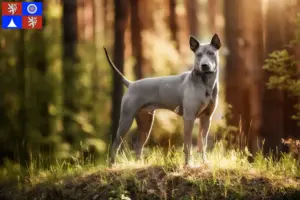 Read more about the article Thai Ridgeback breeder and puppies in Liberec